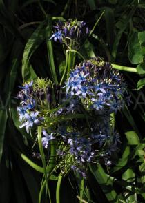 Scilla peruviana - Inflorescence - Click to enlarge!