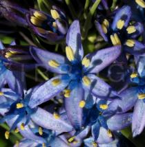 Scilla peruviana - Flower - Click to enlarge!