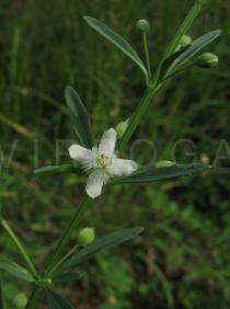 Scoparia dulcis - Flower - Click to enlarge!