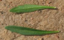 Scoparia dulcis - Upper and lower surface of leaf - Click to enlarge!