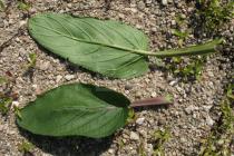 Scrophularia auriculata - Upper and lower surface of leaf - Click to enlarge!
