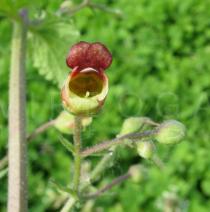 Scrophularia scorodonia - Flower - Click to enlarge!