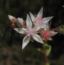 Sedum andegavense - Flower - Click to enlarge!