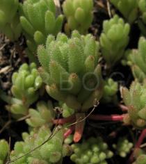 Sedum hirsutum - Branch close-up - Click to enlarge!