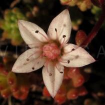 Sedum hirsutum - Flower - Click to enlarge!