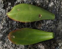 Sedum praealtum - Upper and lower surface of leaf - Click to enlarge!