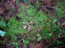 Selaginella kraussiana - Habit - Click to enlarge!