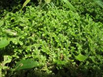 Selaginella kraussiana - Habit - Click to enlarge!