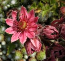 Sempervivum arachnoideum - Flower - Click to enlarge!