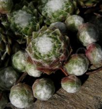 Sempervivum arachnoideum - Foliage - Click to enlarge!