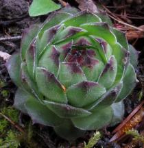 Sempervivum cantabricum - Habit - Click to enlarge!