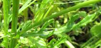 Senecio aquaticus - Stem leaf - Click to enlarge!