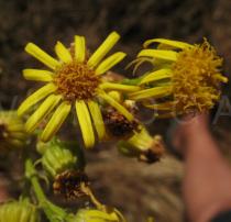 Senecio jacobaea - Flower head - Click to enlarge!