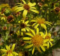 Senecio jacobaea - Flower head - Click to enlarge!
