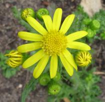 Senecio leucanthemifolius - Flower head - Click to enlarge!