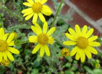 Senecio leucanthemifolius - Flower heads - Click to enlarge!