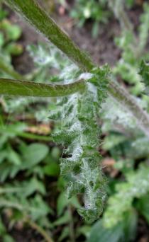 Senecio leucanthemifolius - Leaf insertion - Click to enlarge!