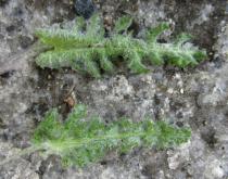 Senecio leucanthemifolius - Upper and lower surface of leaf - Click to enlarge!