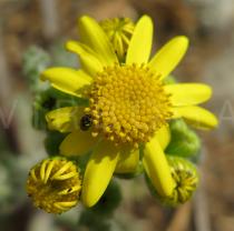 Senecio leucanthemifolius - Flower head - Click to enlarge!
