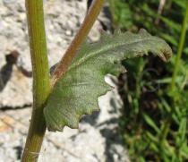 Senecio lividus - Leaf close to the inflorescence - Click to enlarge!