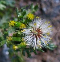 Senecio vulgaris - Flowerheads - Click to enlarge!
