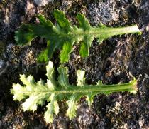 Senecio vulgaris - Upper and lower side of leaf - Click to enlarge!