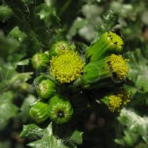 Senecio vulgaris - Inflorescences - Click to enlarge!