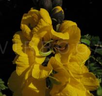 Senna didymobotrya - Flower - Click to enlarge!
