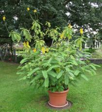 Senna didymobotrya - Habit (pot plant) - Click to enlarge!