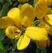 Senna surattensis - Flower - Click to enlarge!