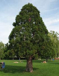 Sequoiadendron giganteum - Habit - Click to enlarge!