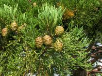 Sequoiadendron giganteum - Branch with cones - Click to enlarge!