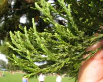 Sequoiadendron giganteum - Foliage - Click to enlarge!