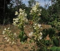 Serjania glabrata - Inflorescence - Click to enlarge!