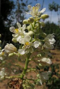 Serjania glabrata - Inflorescence, close-up - Click to enlarge!