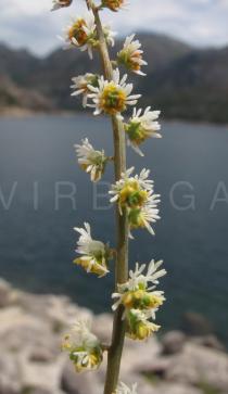 Sesamoides purpurascens - Flowers - Click to enlarge!