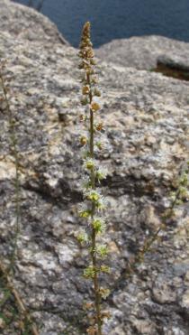 Sesamoides purpurascens - Inflorescence - Click to enlarge!