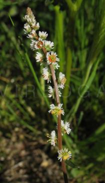 Sesamoides suffruticosa - Inflorescence - Click to enlarge!