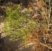 Seseli tortuosum - Basal leaf - Click to enlarge!