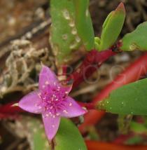Sesuvium portulacastrum - Flower - Click to enlarge!