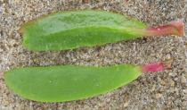 Sesuvium portulacastrum - Upper and lower side of leaf - Click to enlarge!