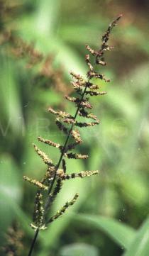 Setaria palmifolia - Inflorescence - Click to enlarge!