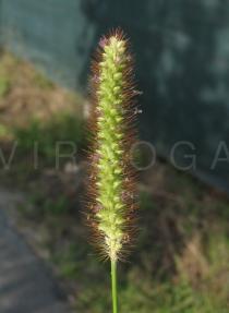 Setaria pumila - Inflorescence - Click to enlarge!