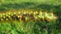 Setaria pumila - Inflorescence, close-up - Click to enlarge!
