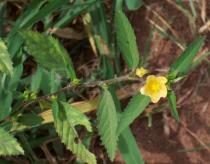Sida acuta - Flowering branch - Click to enlarge!