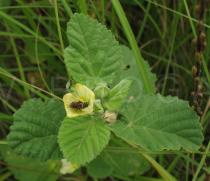Sida cordifolia - Flower - Click to enlarge!