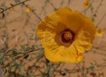Sida galheirensis - Flower - Click to enlarge!