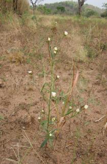 Sida linifolia - Habit - Click to enlarge!