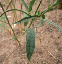 Sida linifolia - Foliage - Click to enlarge!