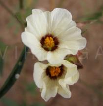 Sida linifolia - Flowers - Click to enlarge!